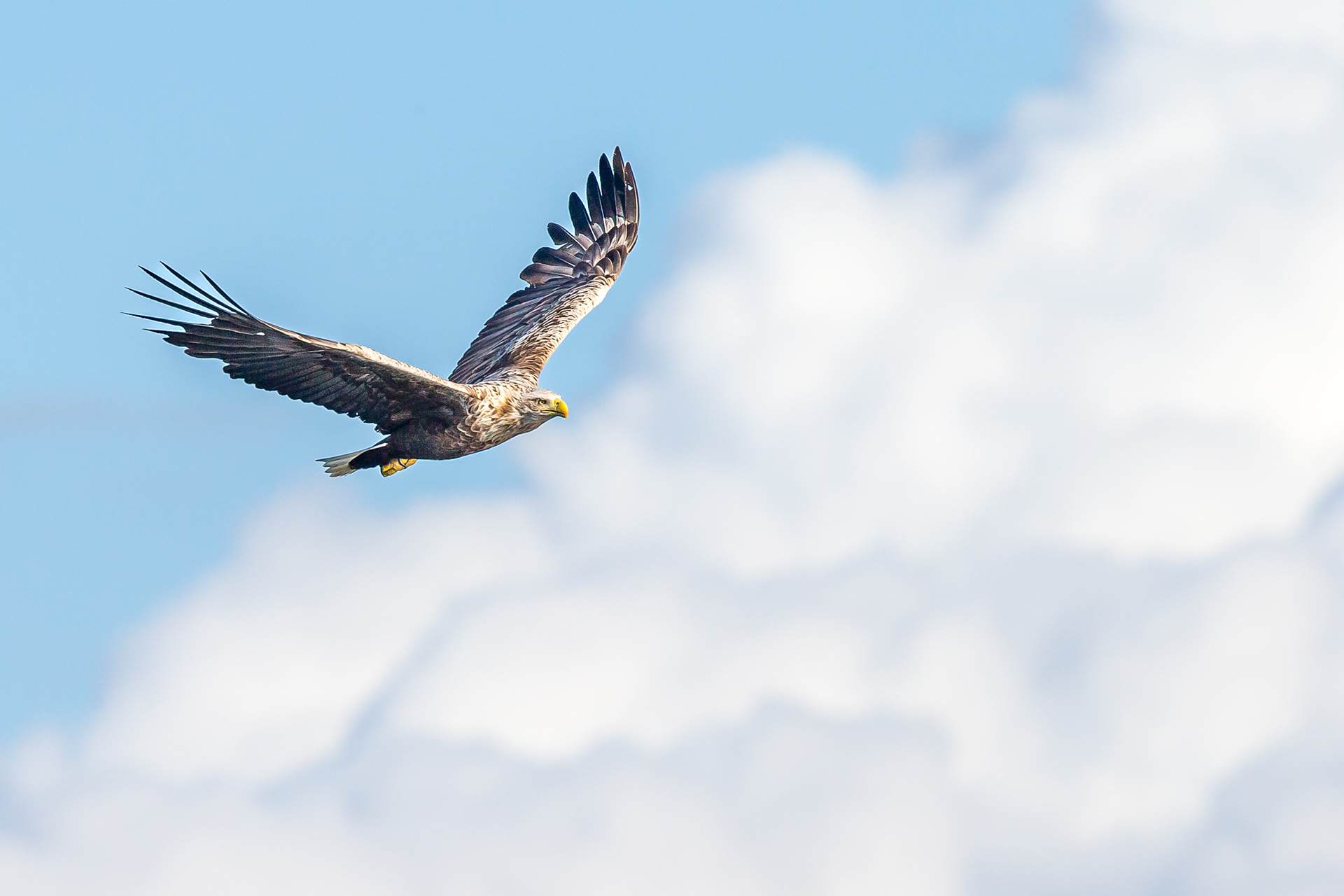 White Tailed Eagle, Mull 2021