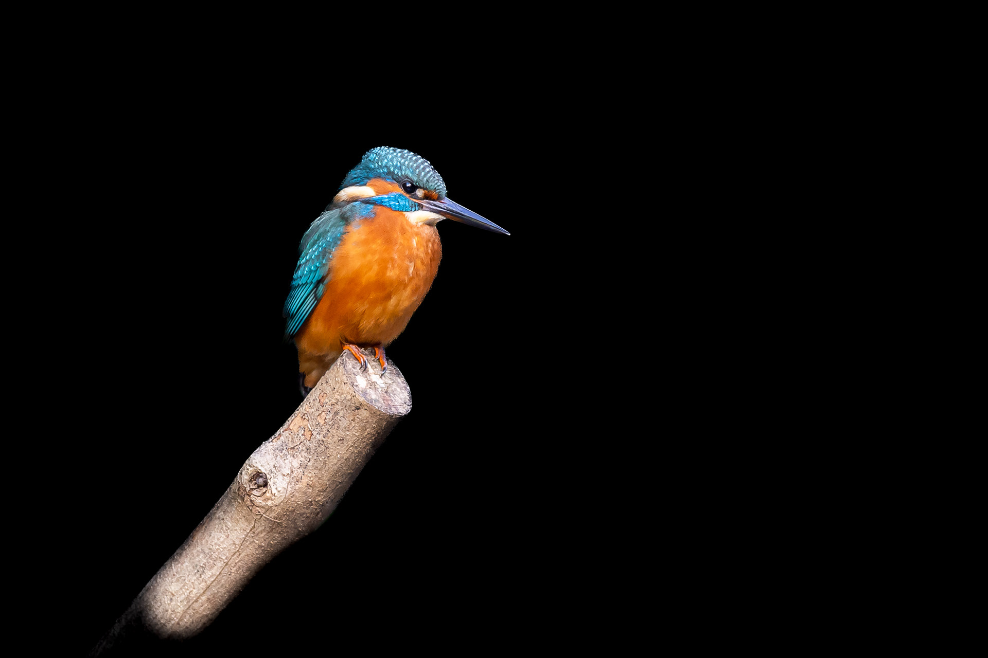 Kingfisher, Sheffield 2022