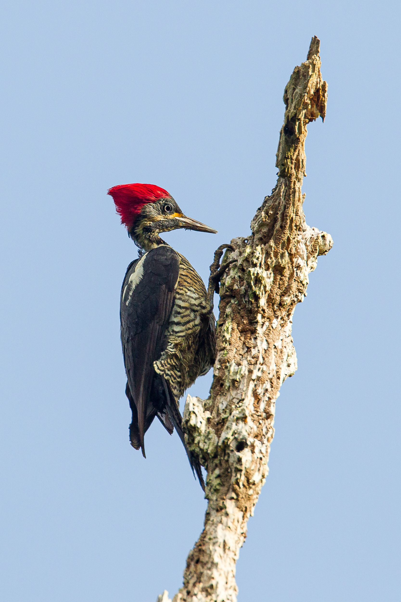 Crimson-Crested Woodpecker, Trinidad 2018