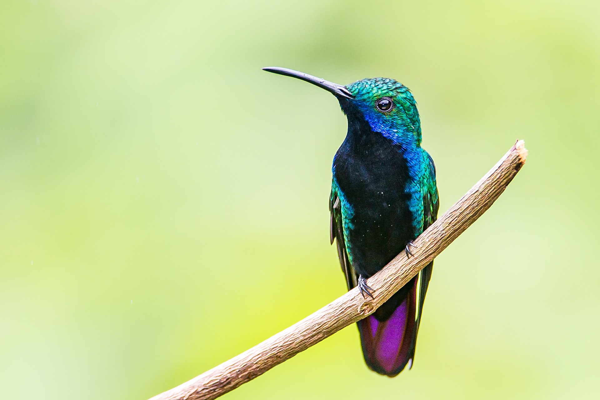Black-Throated Mango, Trinidad 2018
