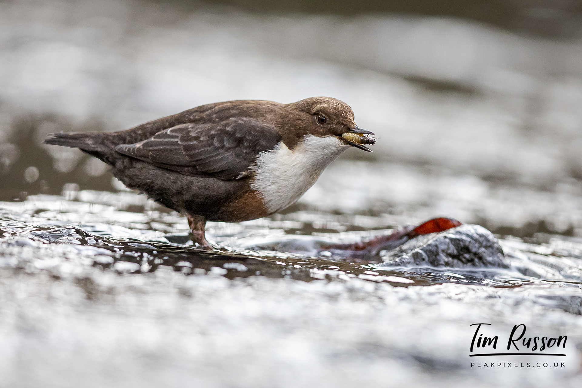 Dipper, Sheffield 2023