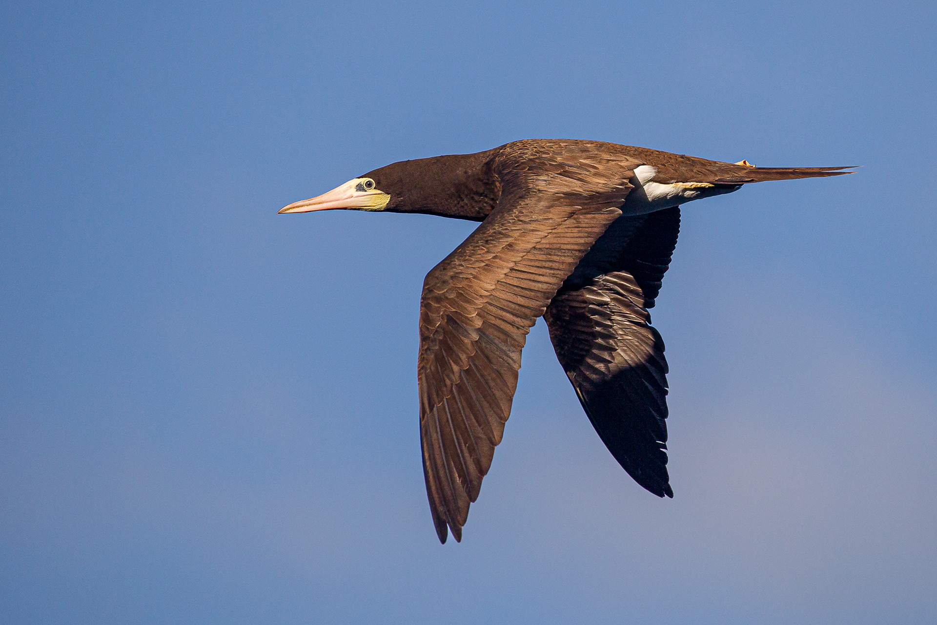 Brown Booby,  Tobago 2017
