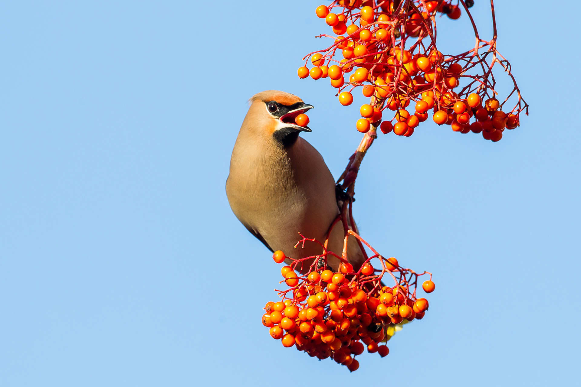Waxwing, Sheffield 2019