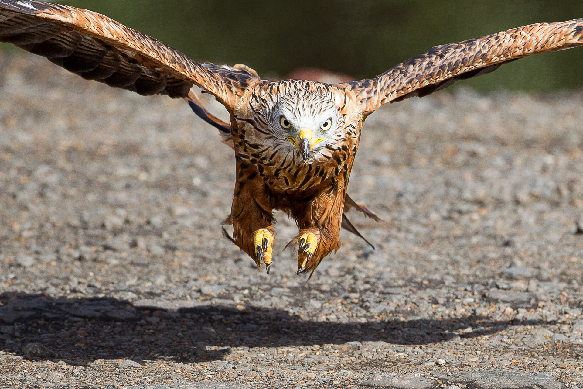 Red Kite, Oxfordshire 2018