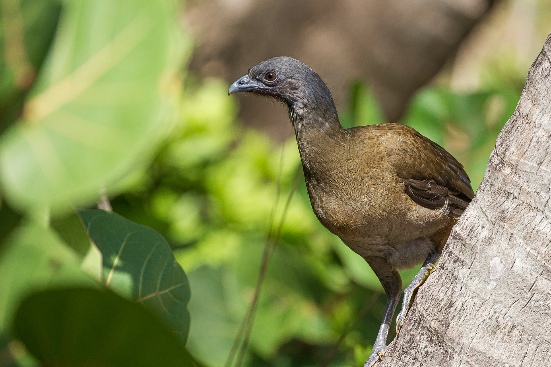 Chachalaca,  Tobago 2017