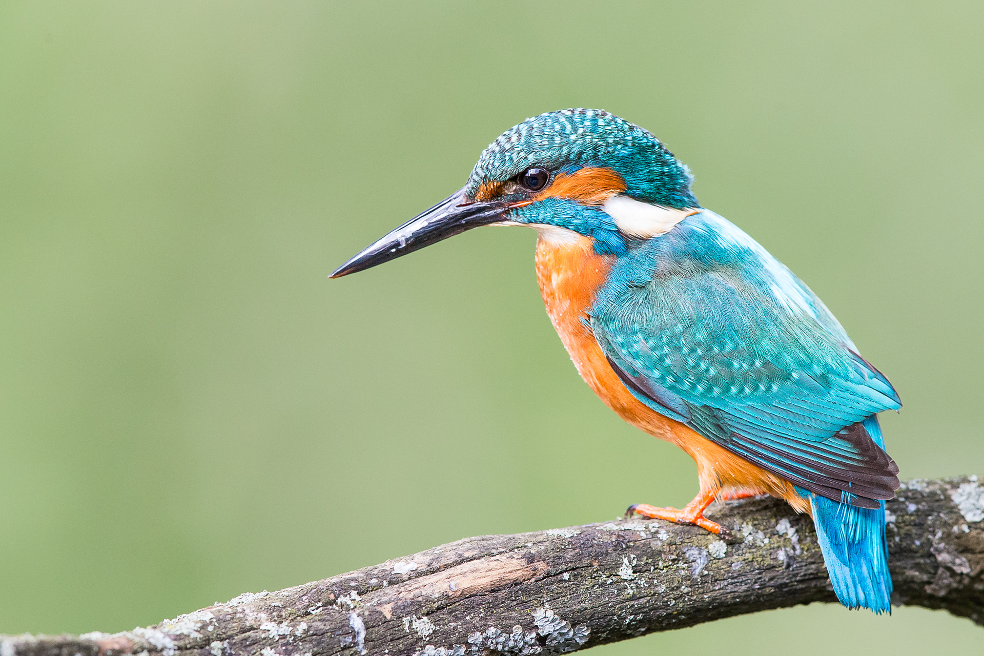 Kingfisher, Worcester 2021