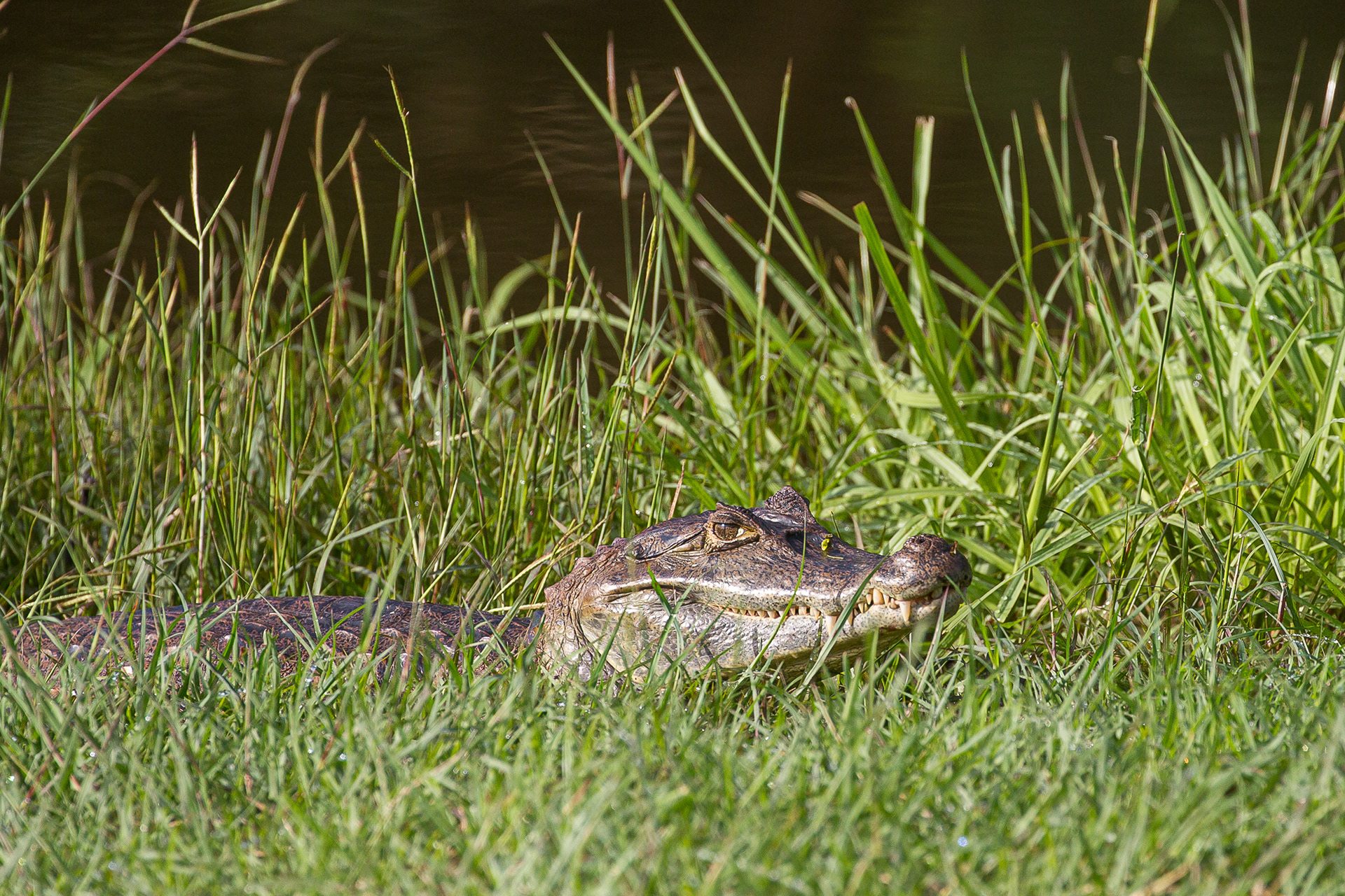  Caiman, Tobago 2017