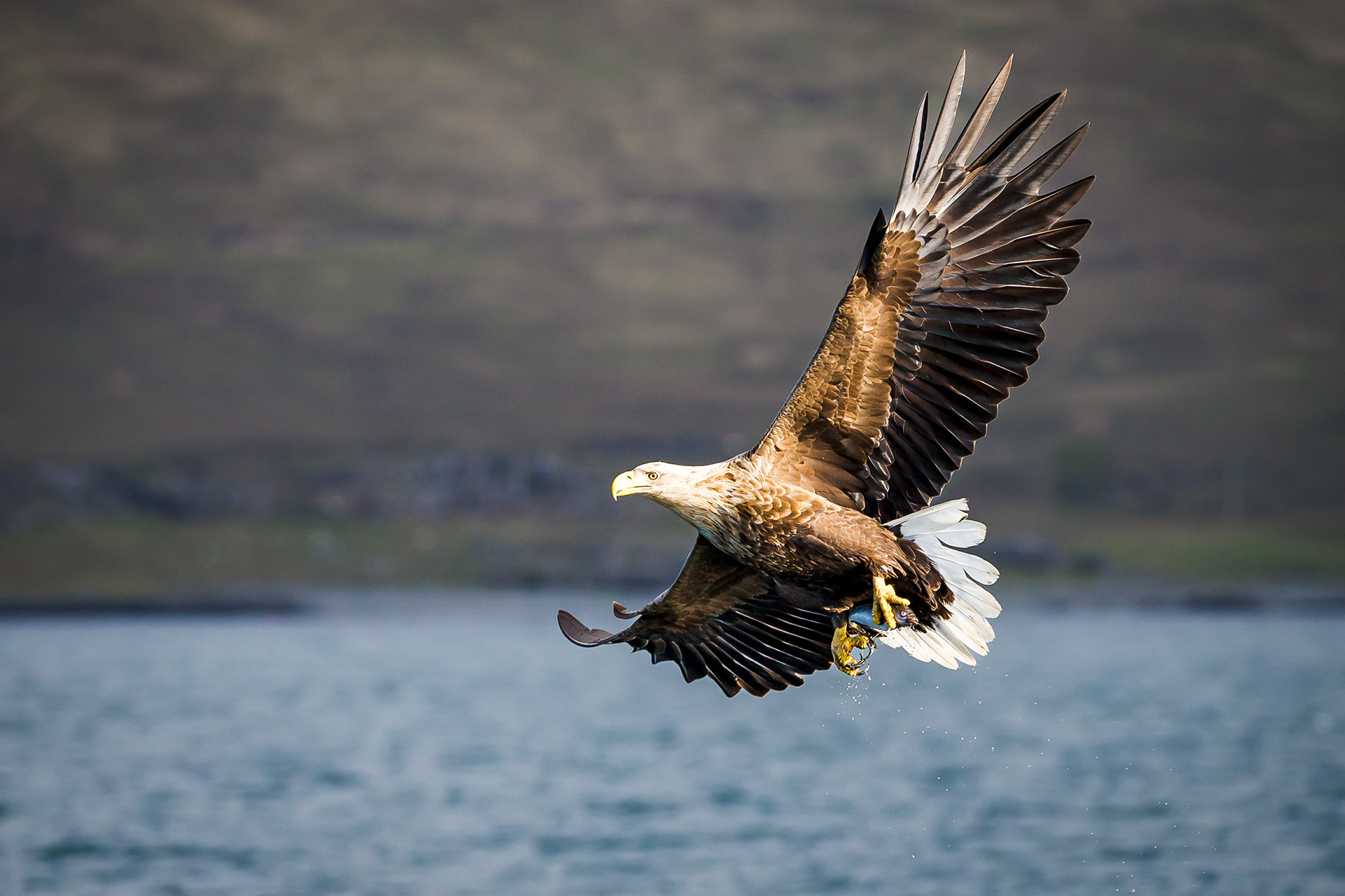 White Tailed Eagle, Mull 2021