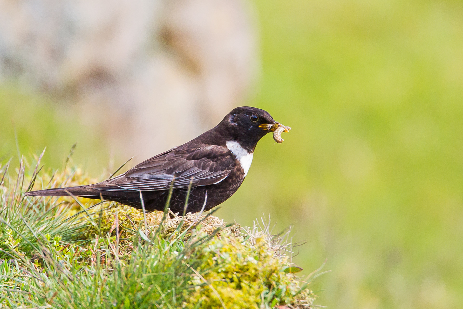 Ring Ouzel, Derbyshire 2019