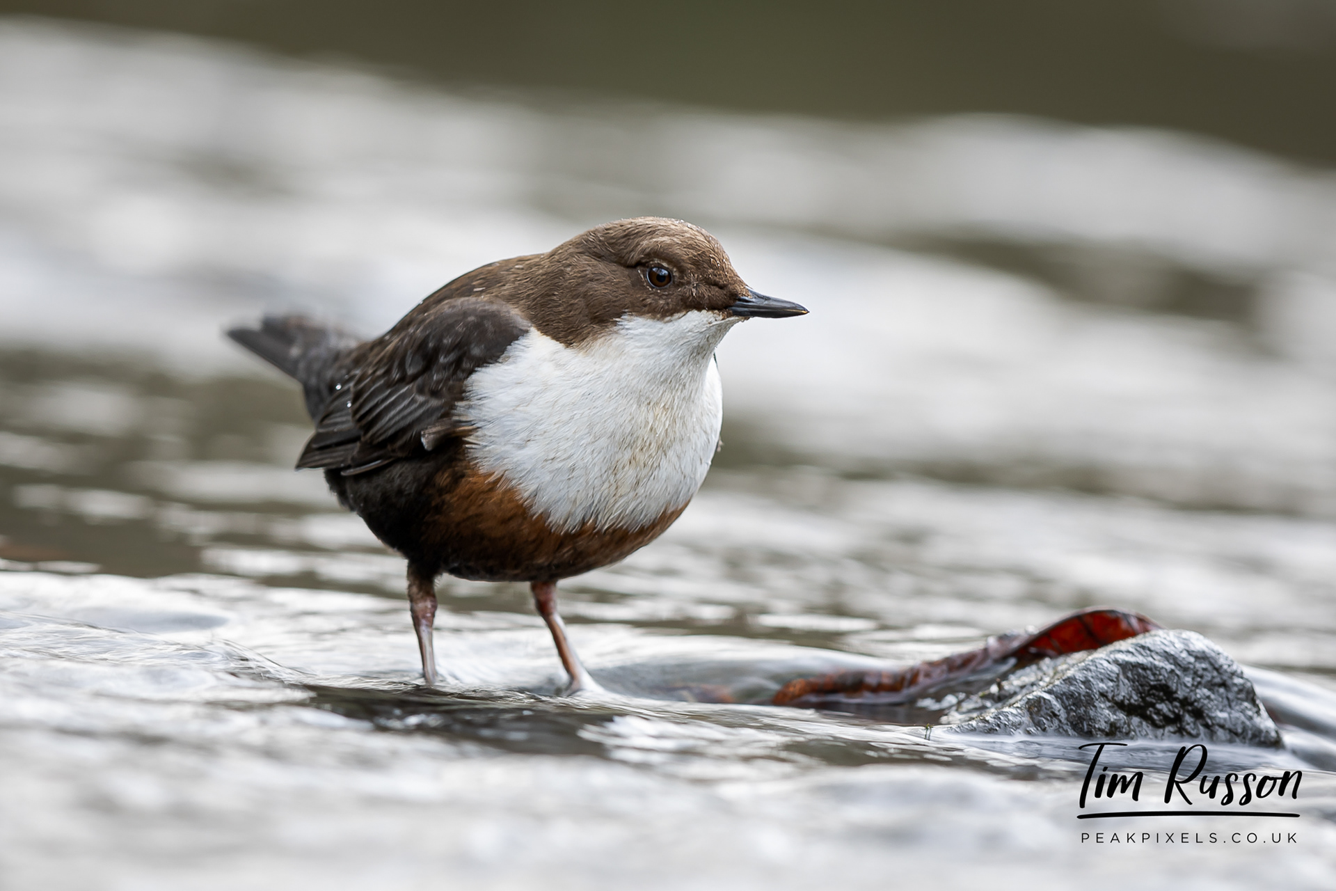 Dipper, Sheffield 2023