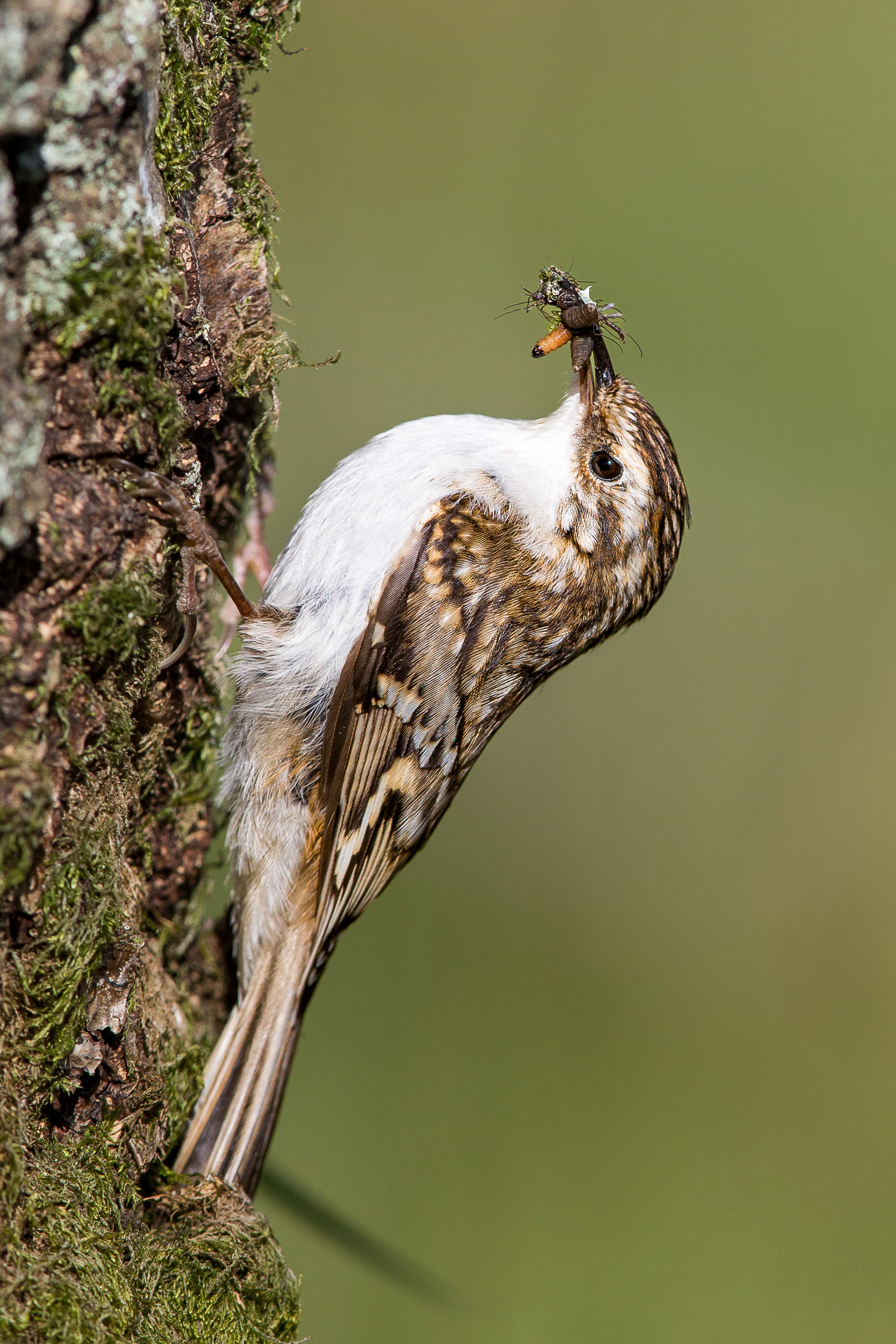 Treecreeper, Derbyshire 2021