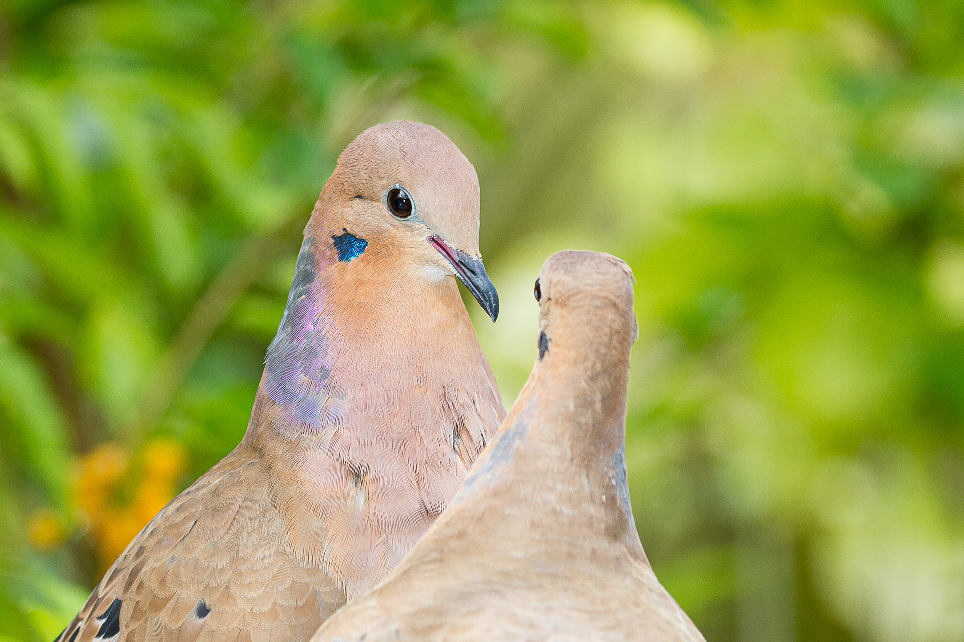 Zanaida Dove, St Lucia 2016