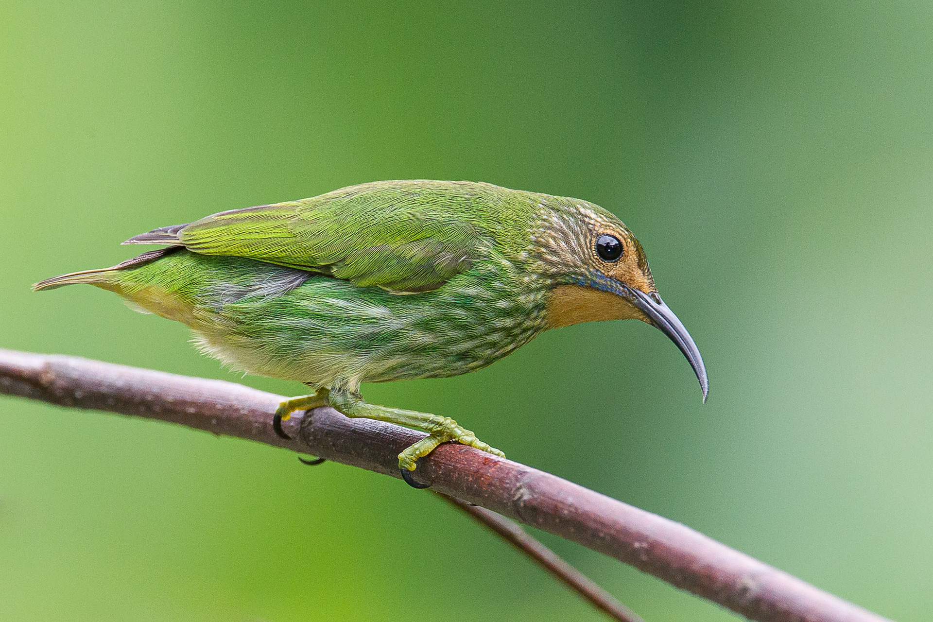 Purple Honeyeater, Trinidad 2018
