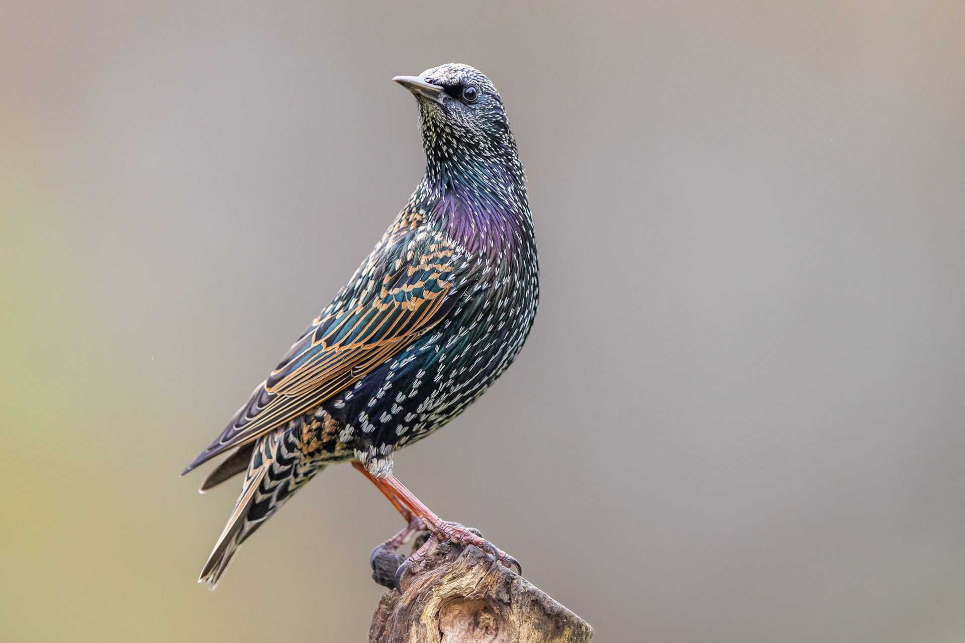 Starling, Methley 2022