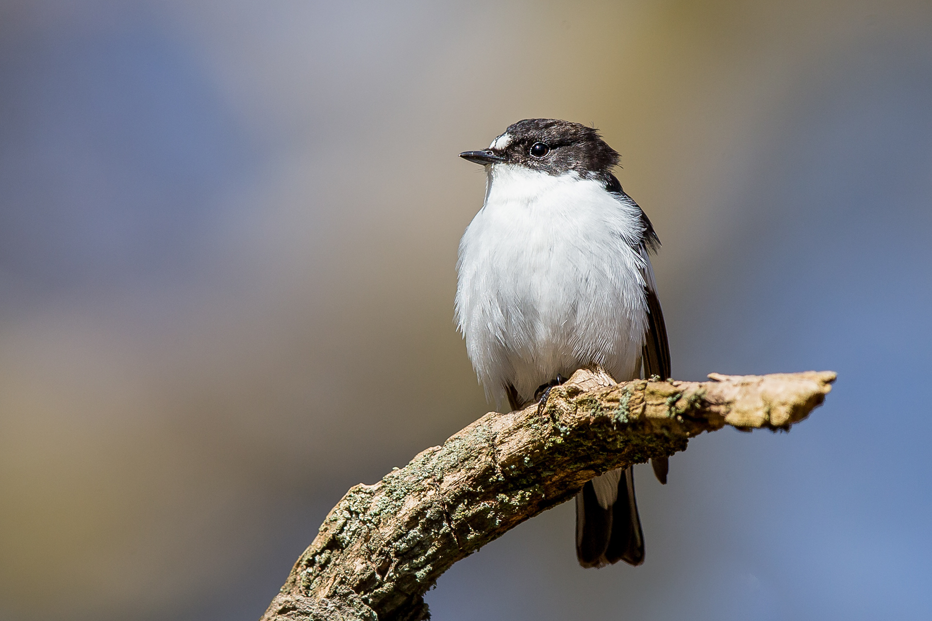 Pied Flycatcher, Derbyshire 2021