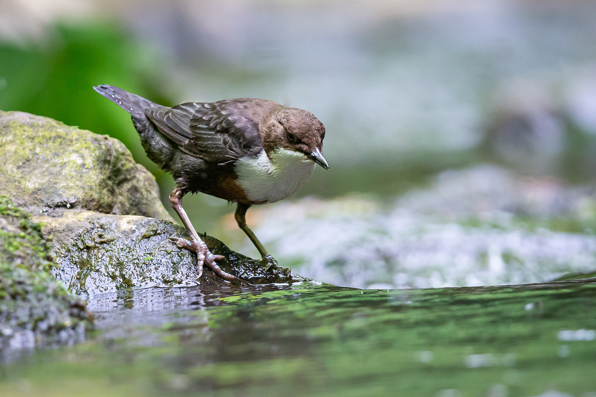 Dipper, Sheffield 2022