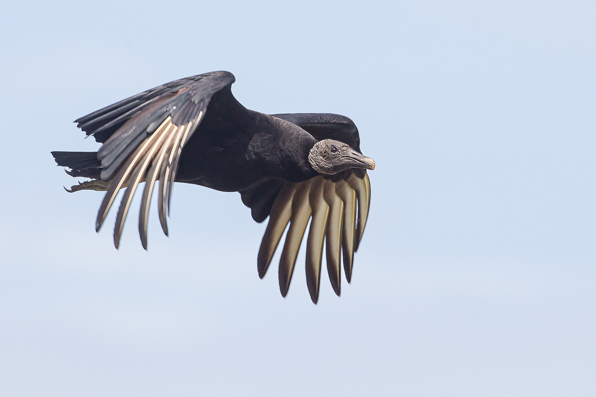 Black Vulture, Trinidad 2018