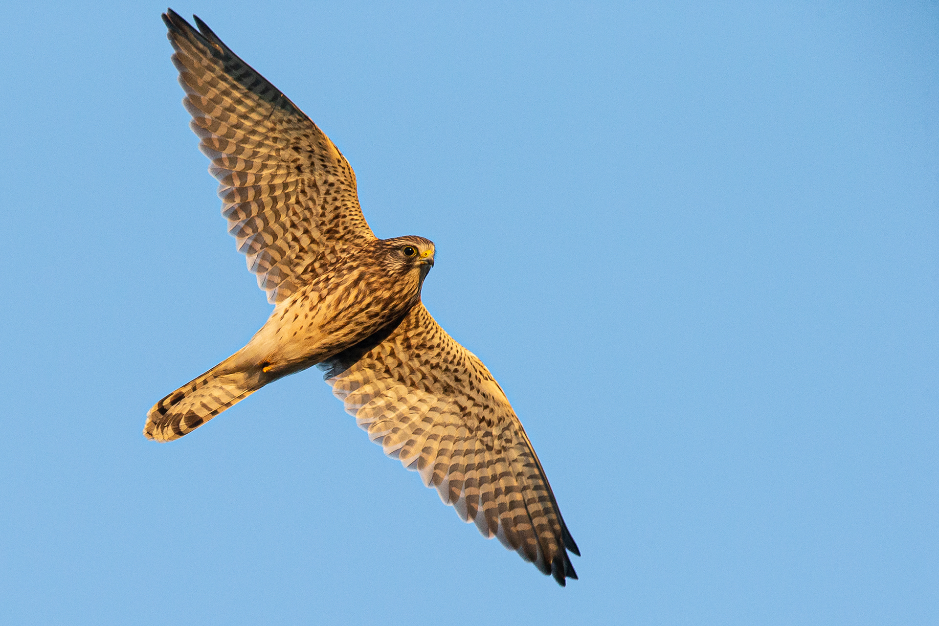 Kestrel, Derbyshire 2021