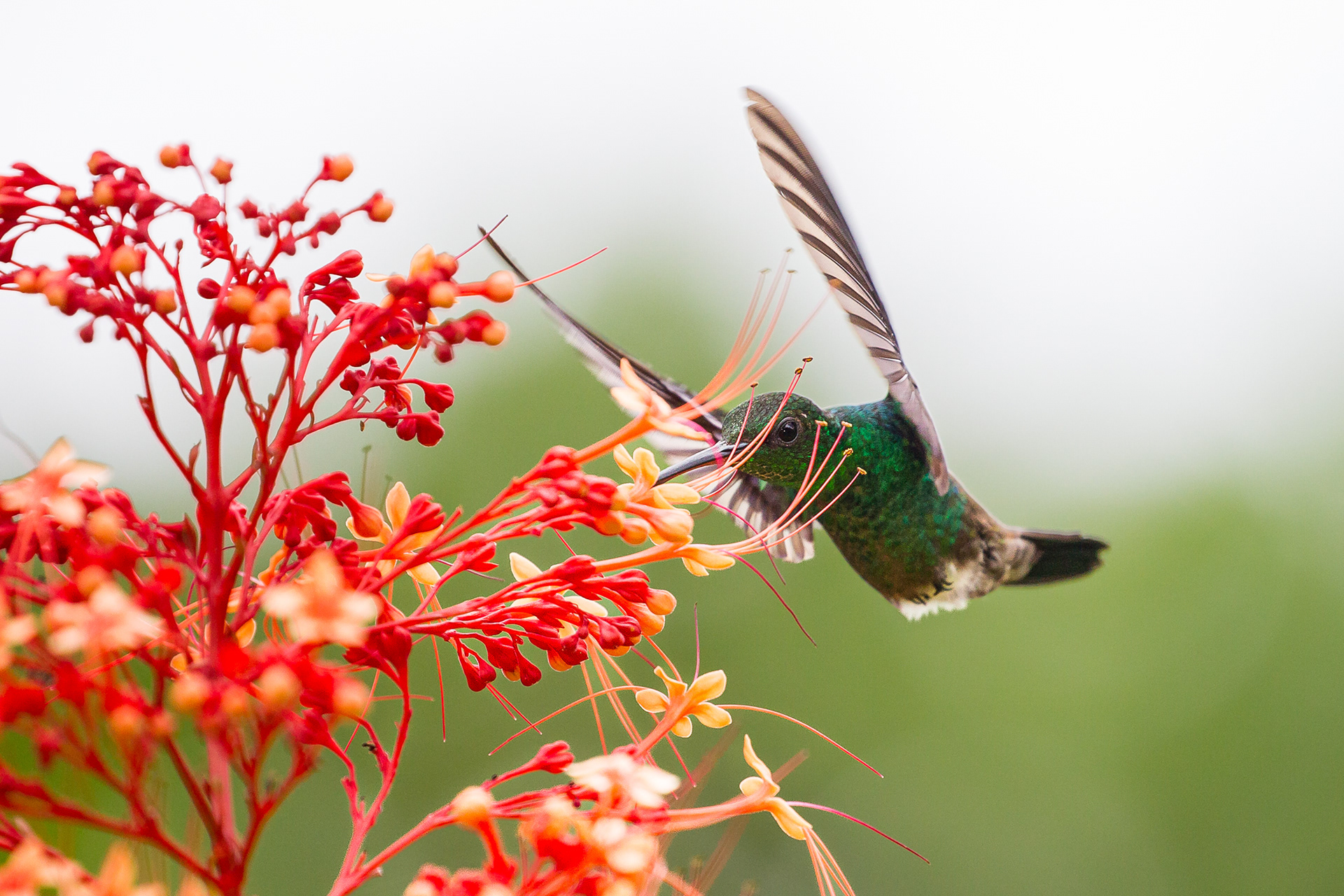  Copper-Rumped Hummingbird, Tobago 2017