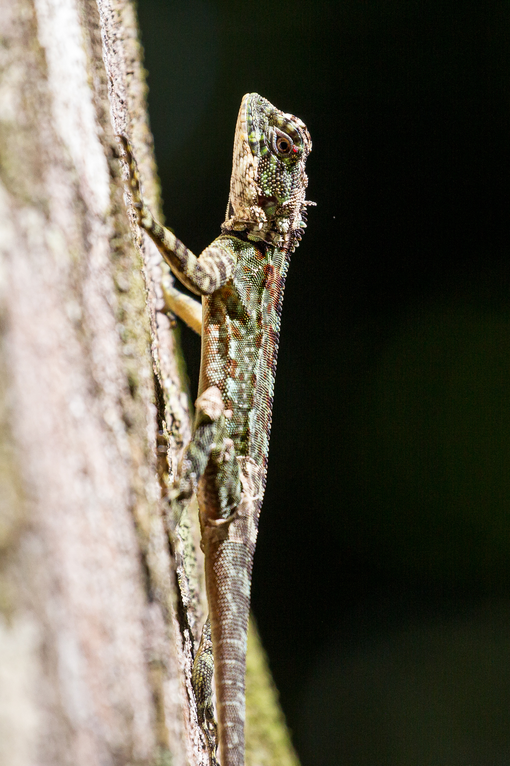 Spiny Lizard, Trinidad 2018
