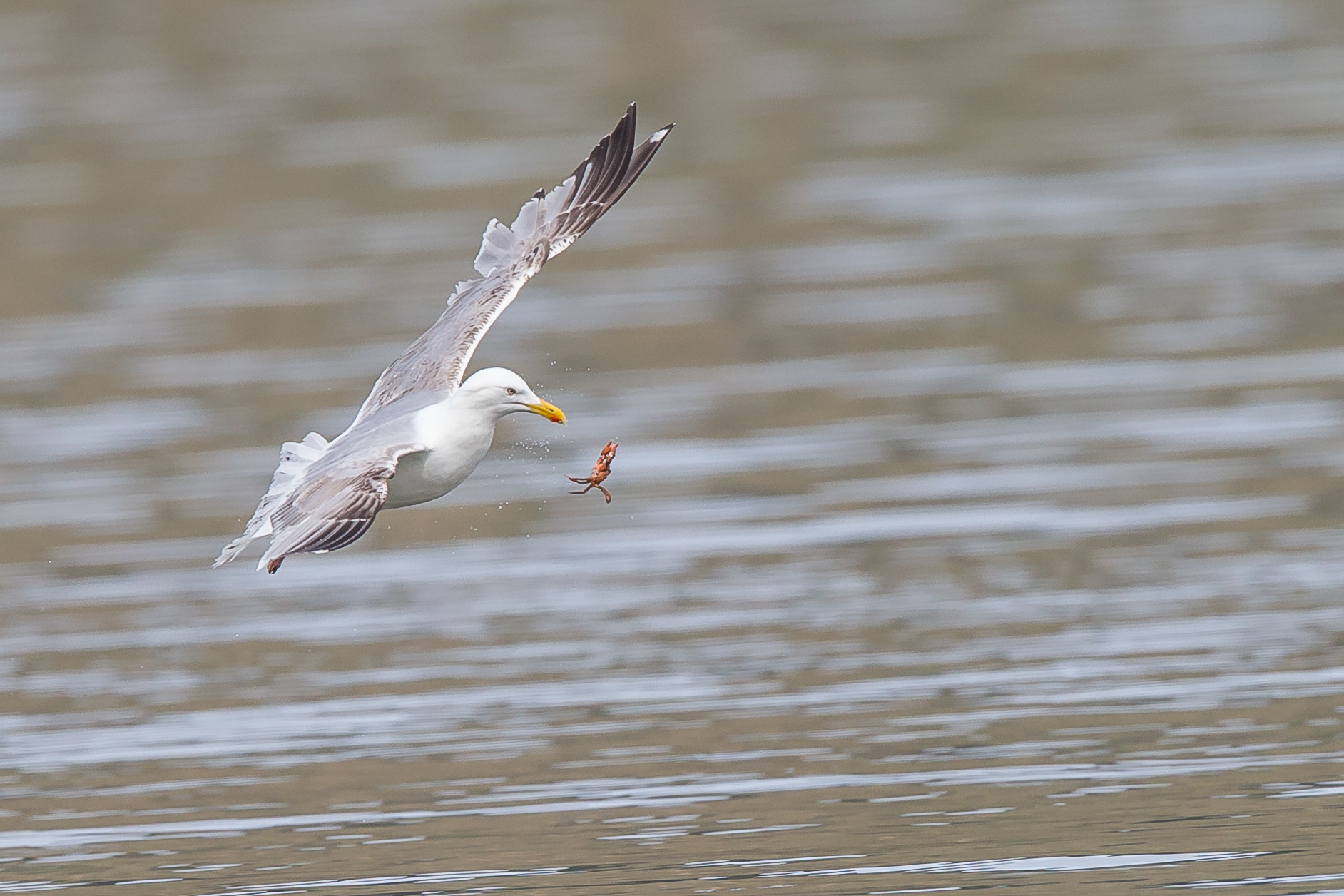 Herring Gull and Crab, Mull 2021