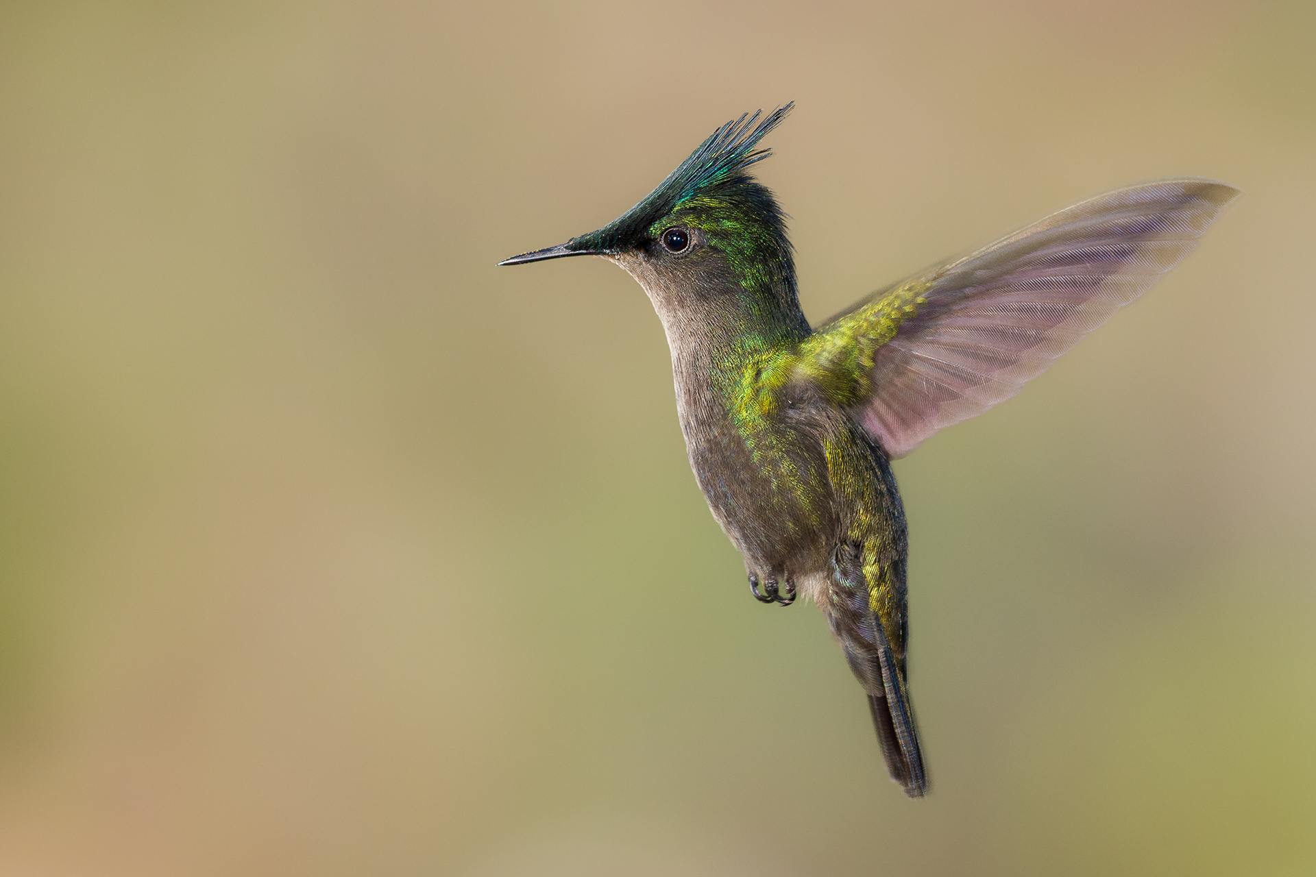 Antillean-Crested Hummingbird, St Lucia 2016