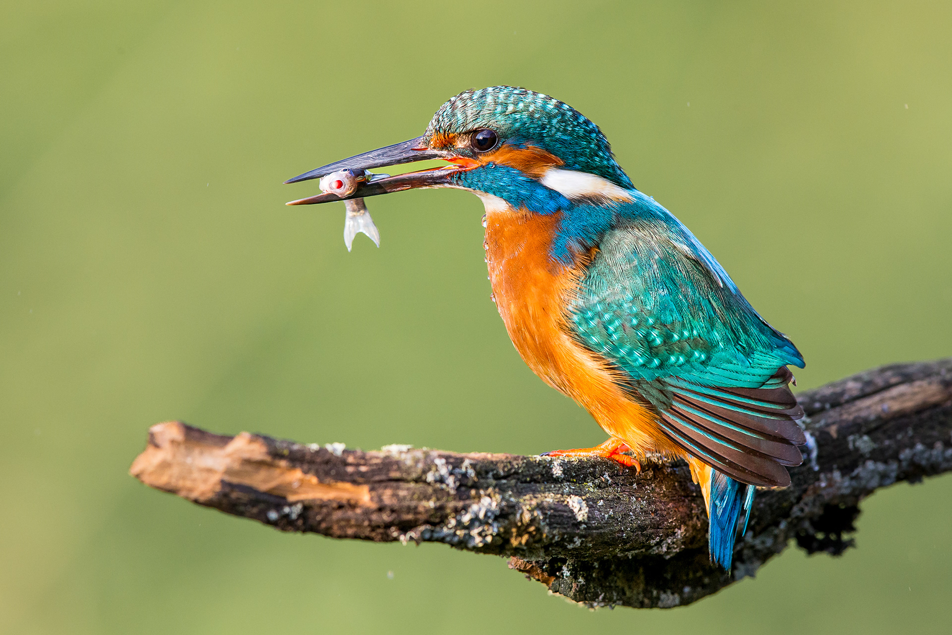 Kingfisher, Worcester 2021