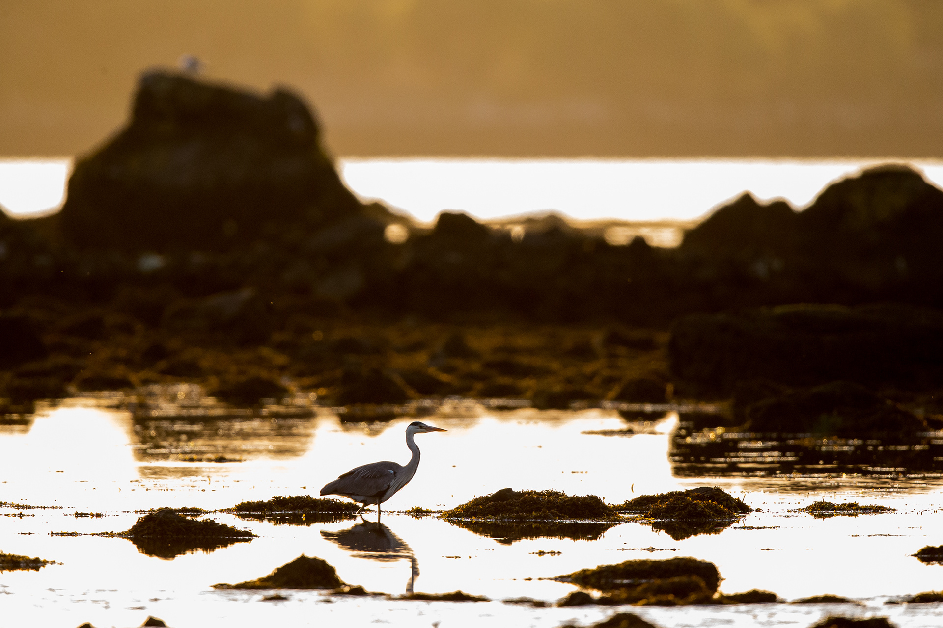 Heron, Mull 2021