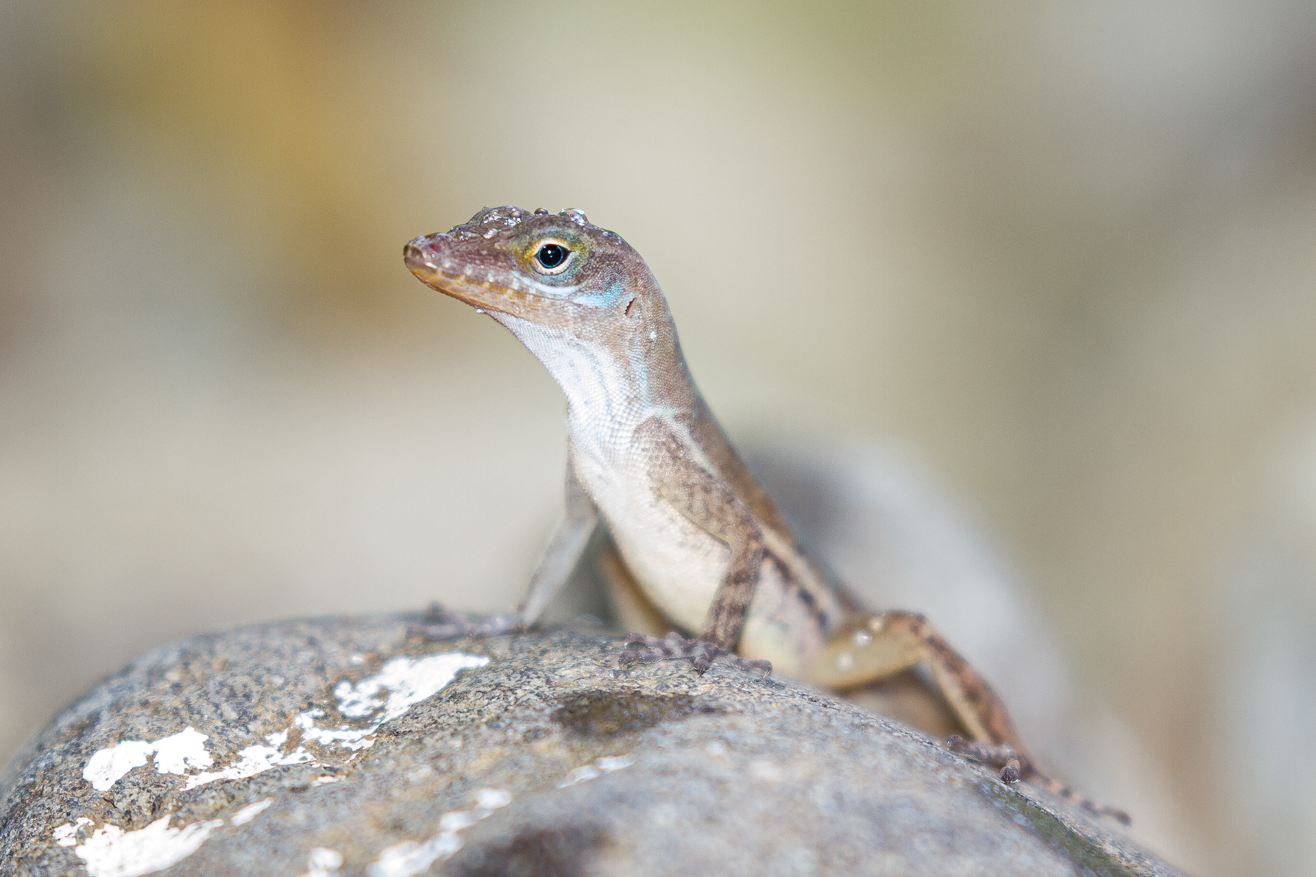 St Lucia Anole, St Lucia 2016