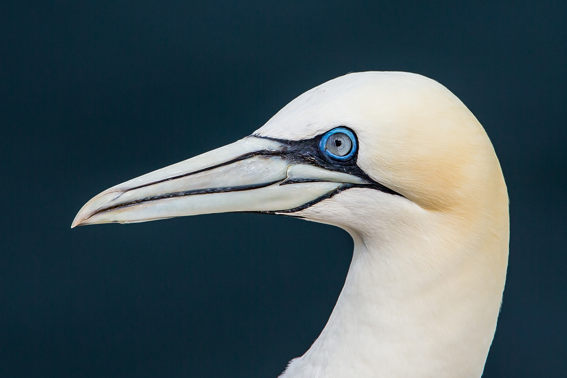 Gannet, Bempton 2020