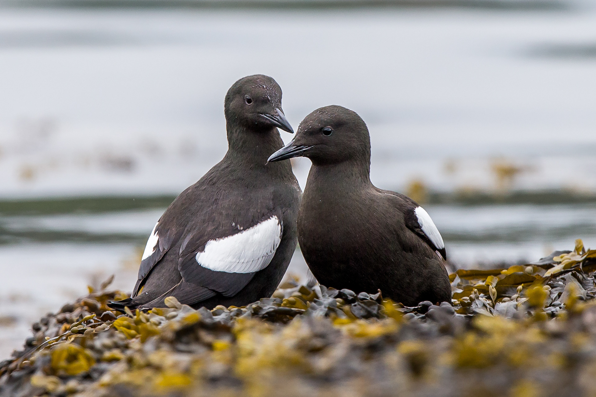 Black Guillemots, Oban 2021