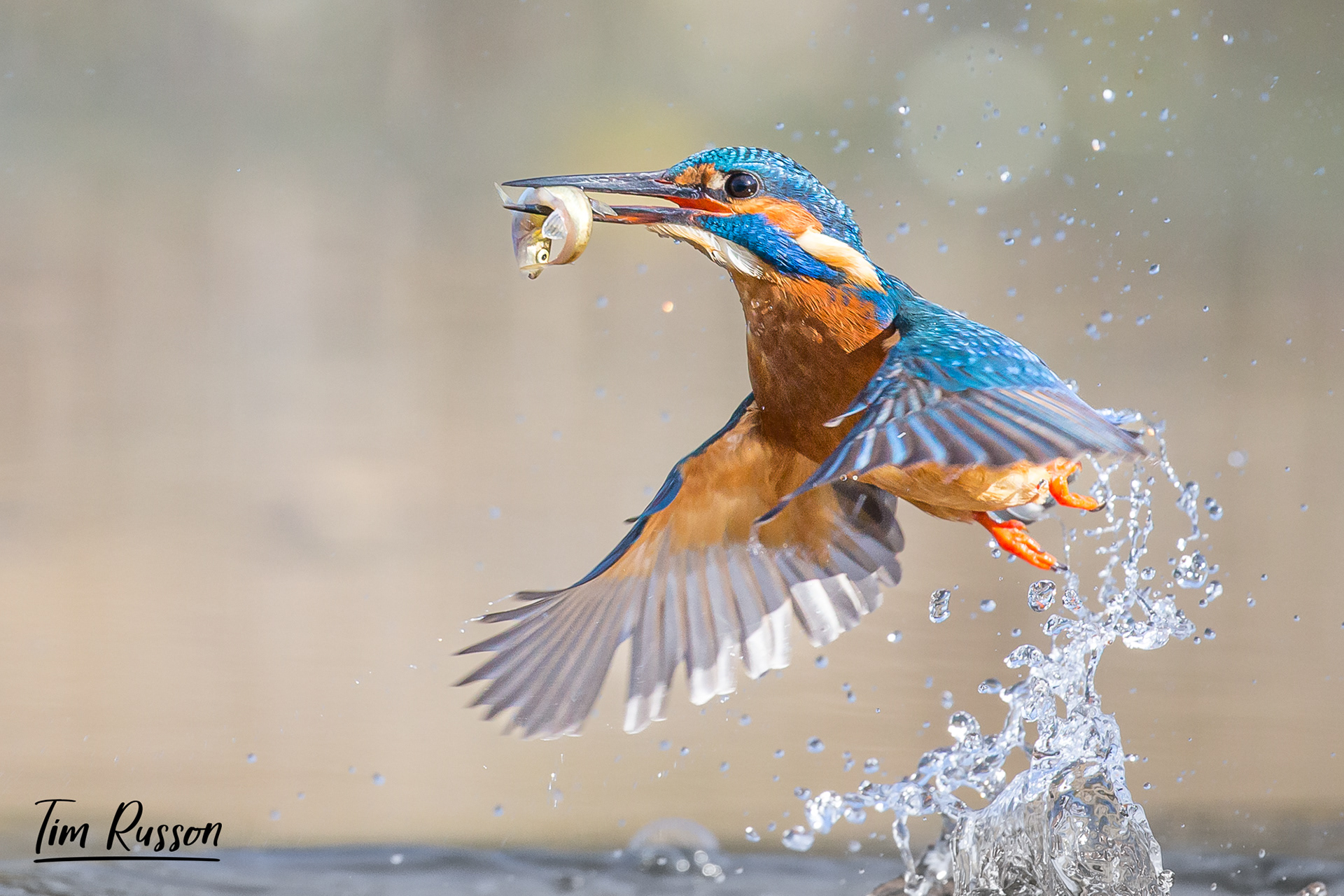 Kingfisher, Bourne 2022