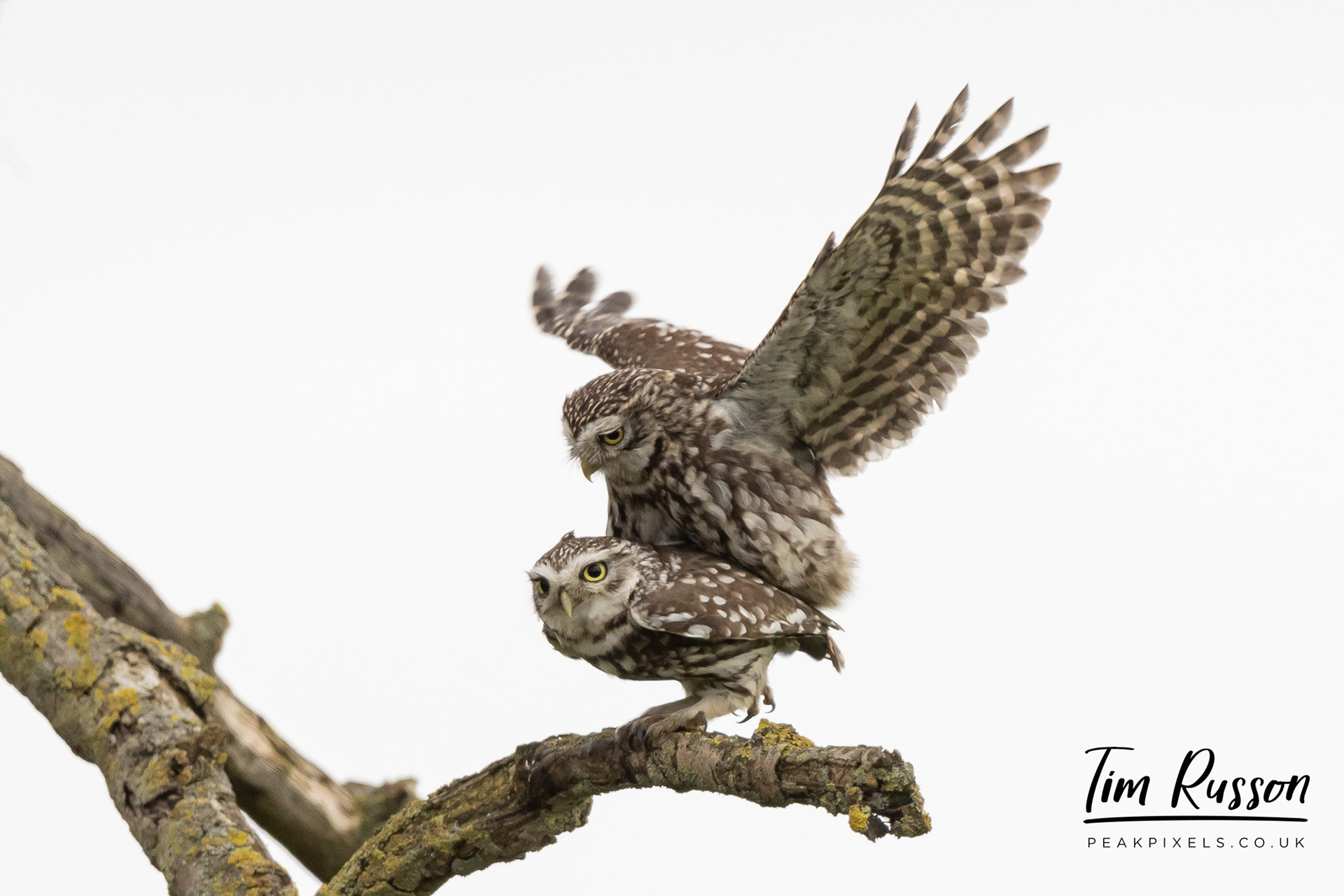 Little Owls, Derbyshire 2023