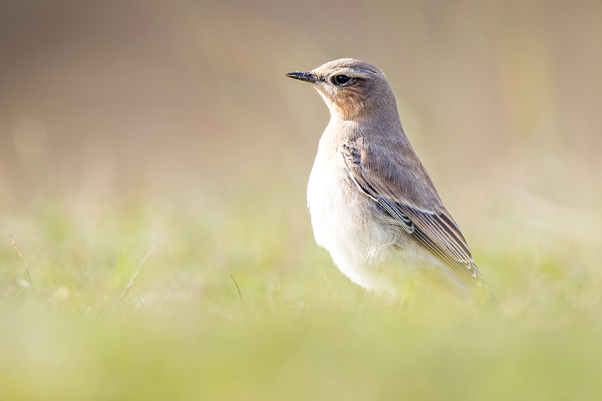 Wheatear, Norfolk 2020