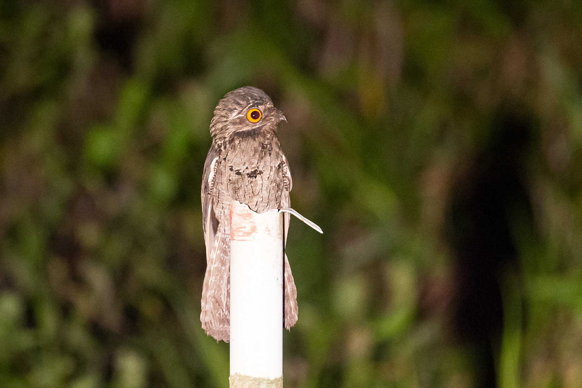 Common Potoo, Trinidad 2018