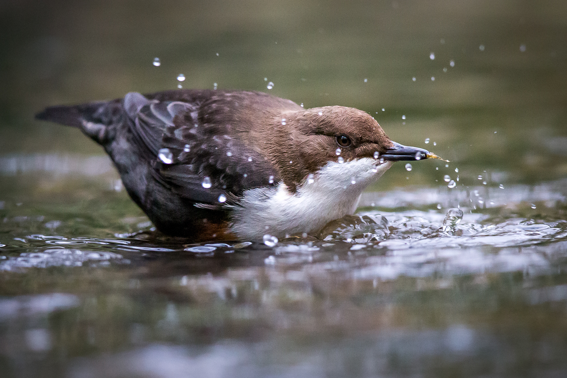 Dipper, Sheffield 2021
