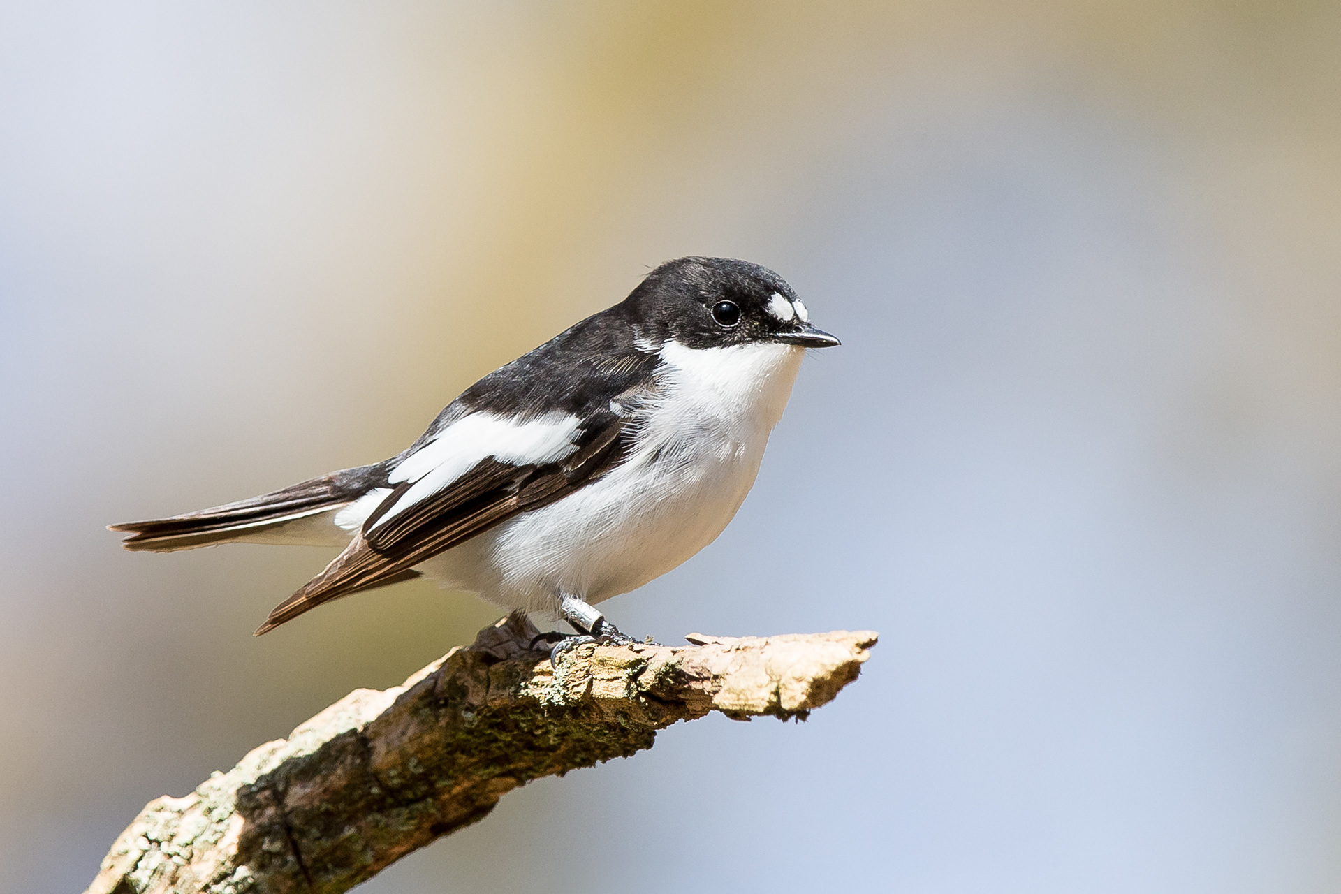 Pied Flycatcher, Derbyshire 2021