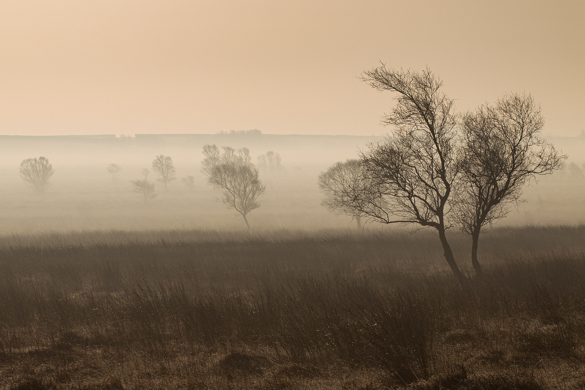Leash Fen, Derbyshire 2017