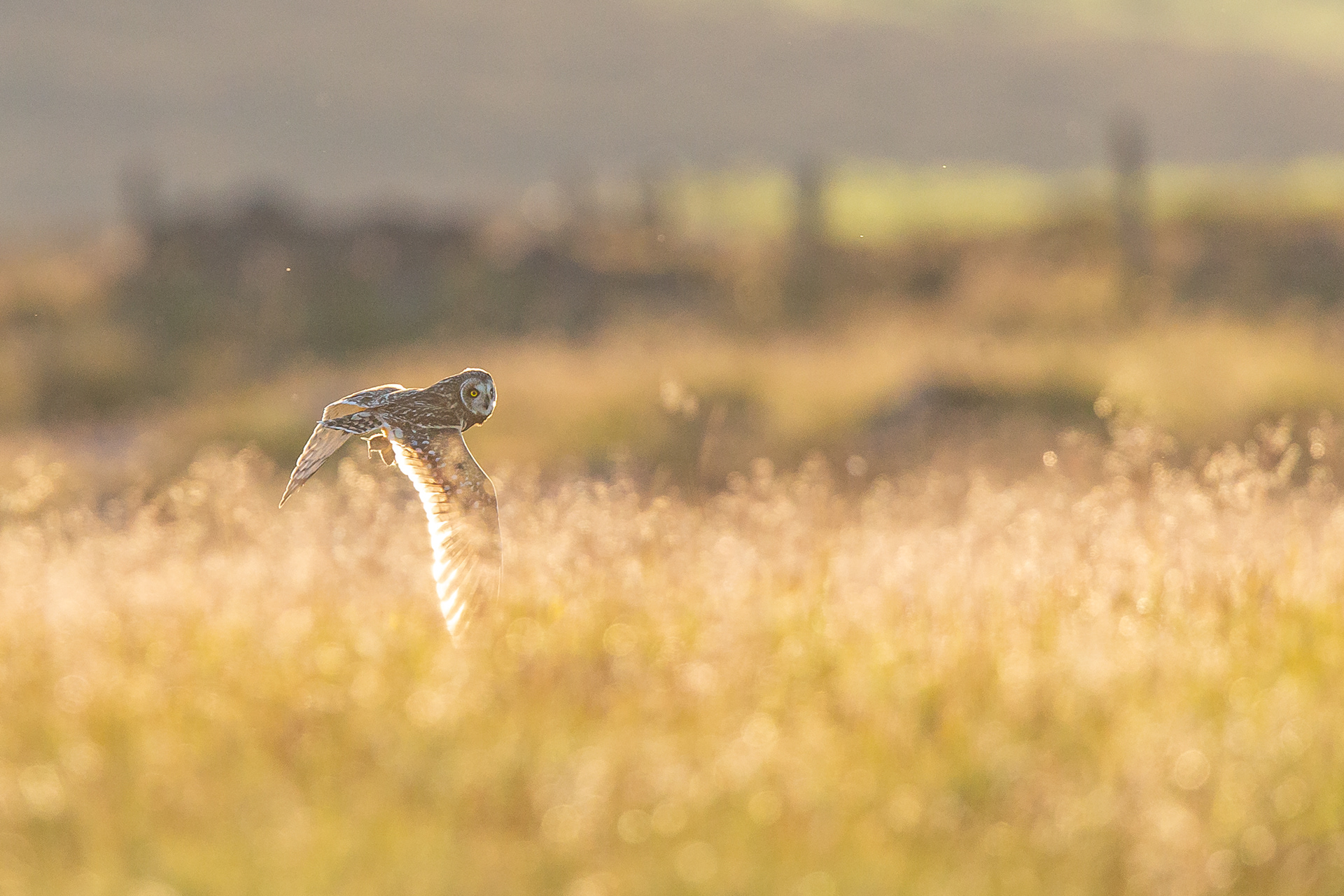 Short Eared Owl, Derbyshire 2021