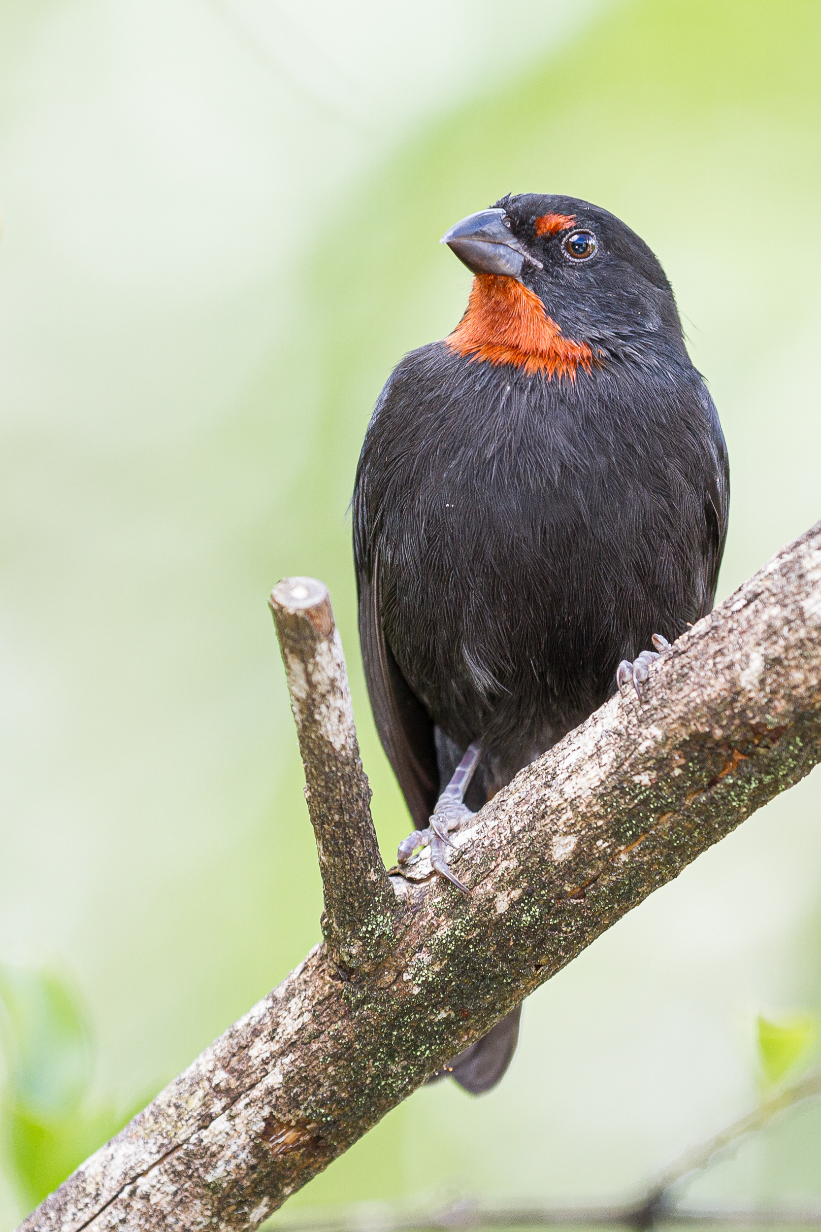 Black Finch, St Lucia 2016