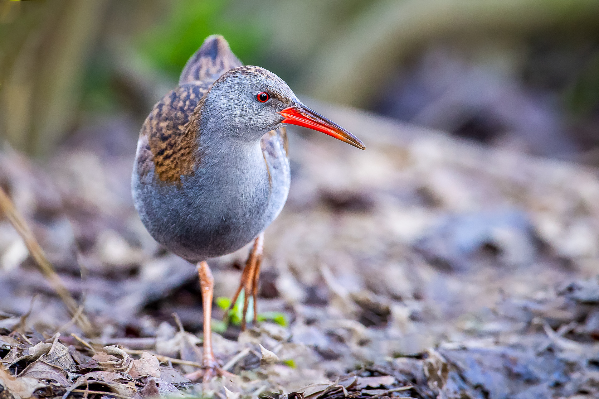Water Rail, Thrybergh 2019