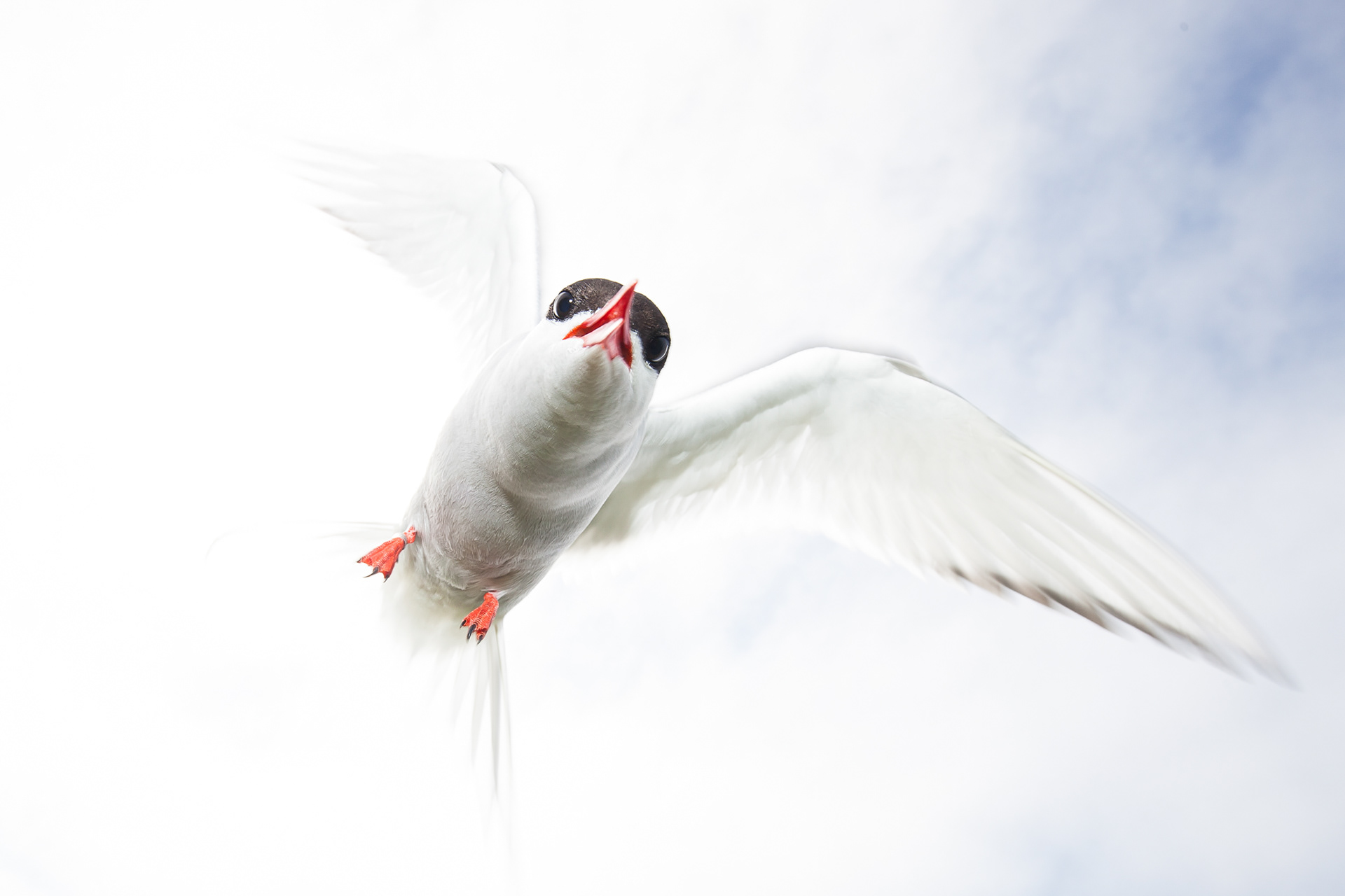 Artic Tern, Farne Islands 2018