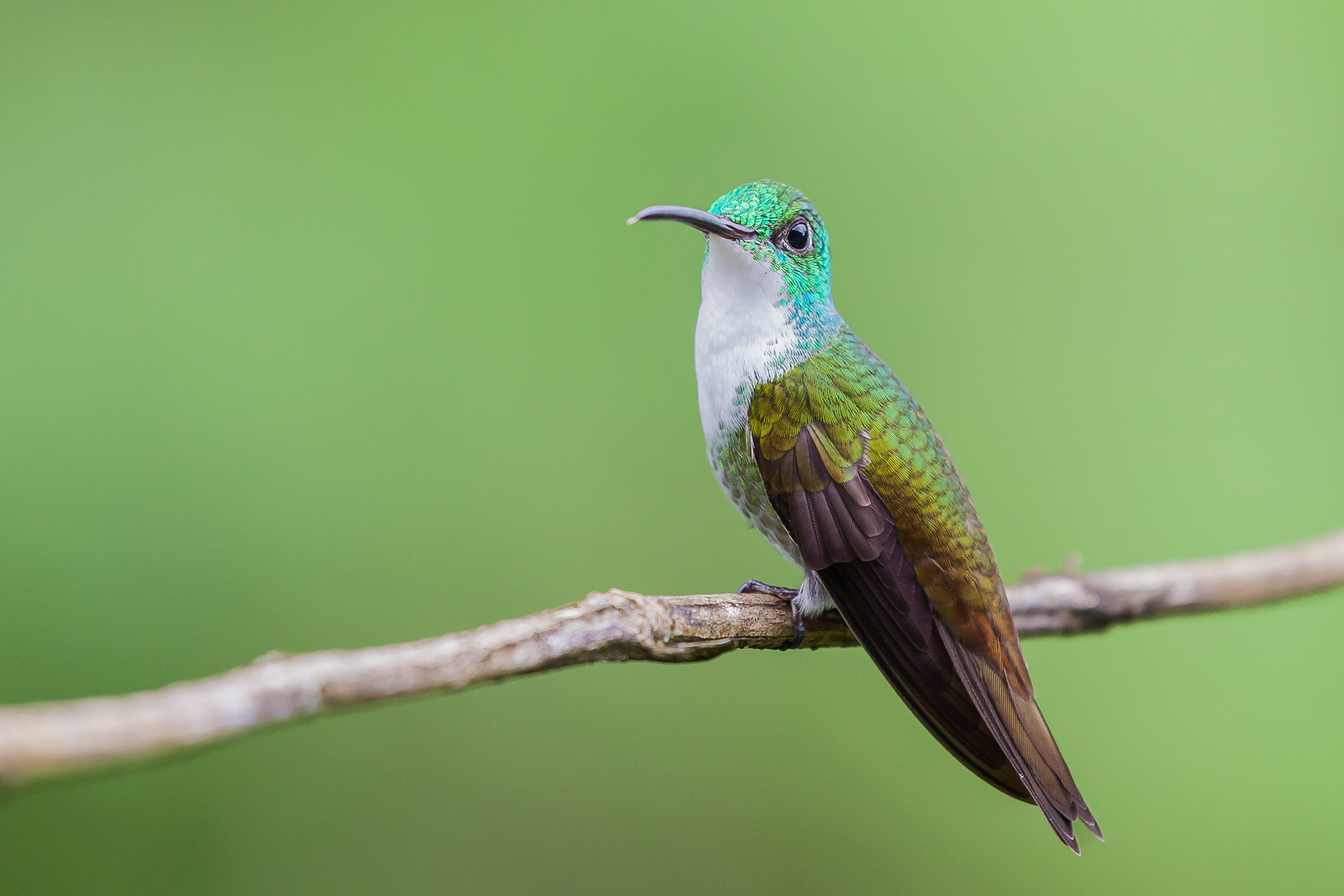 White-Chested Emerald, Trinidad 2018
