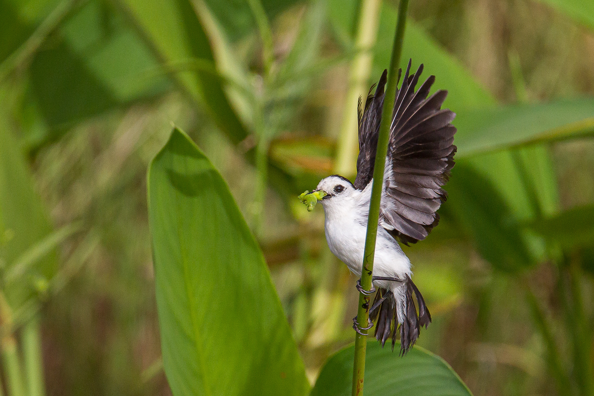 Pied Water Tyrant, Trinidad 2018