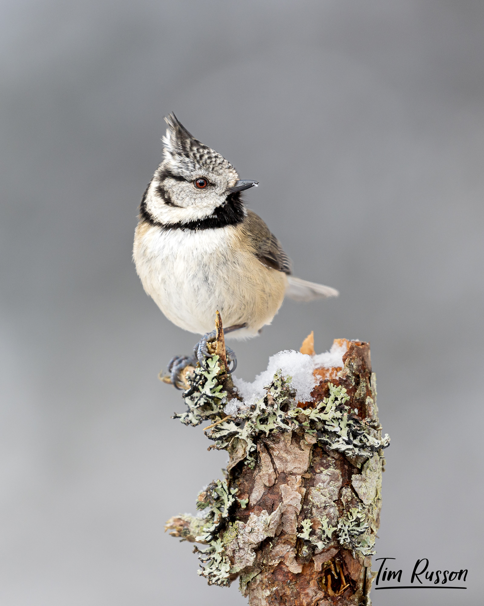 Crested Tit, Aviemore 2023