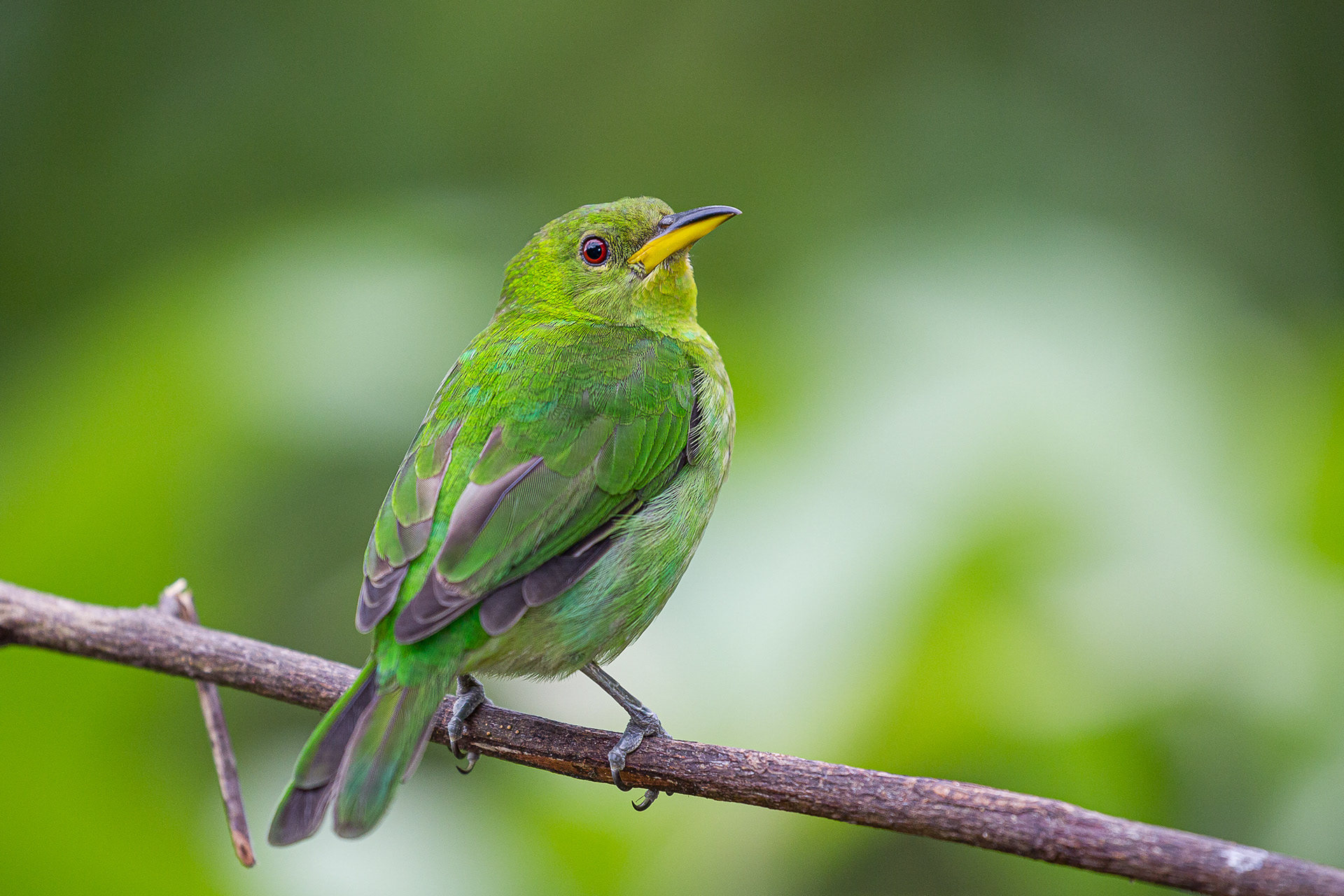 Green Honeycreeper, Trinidad 2018