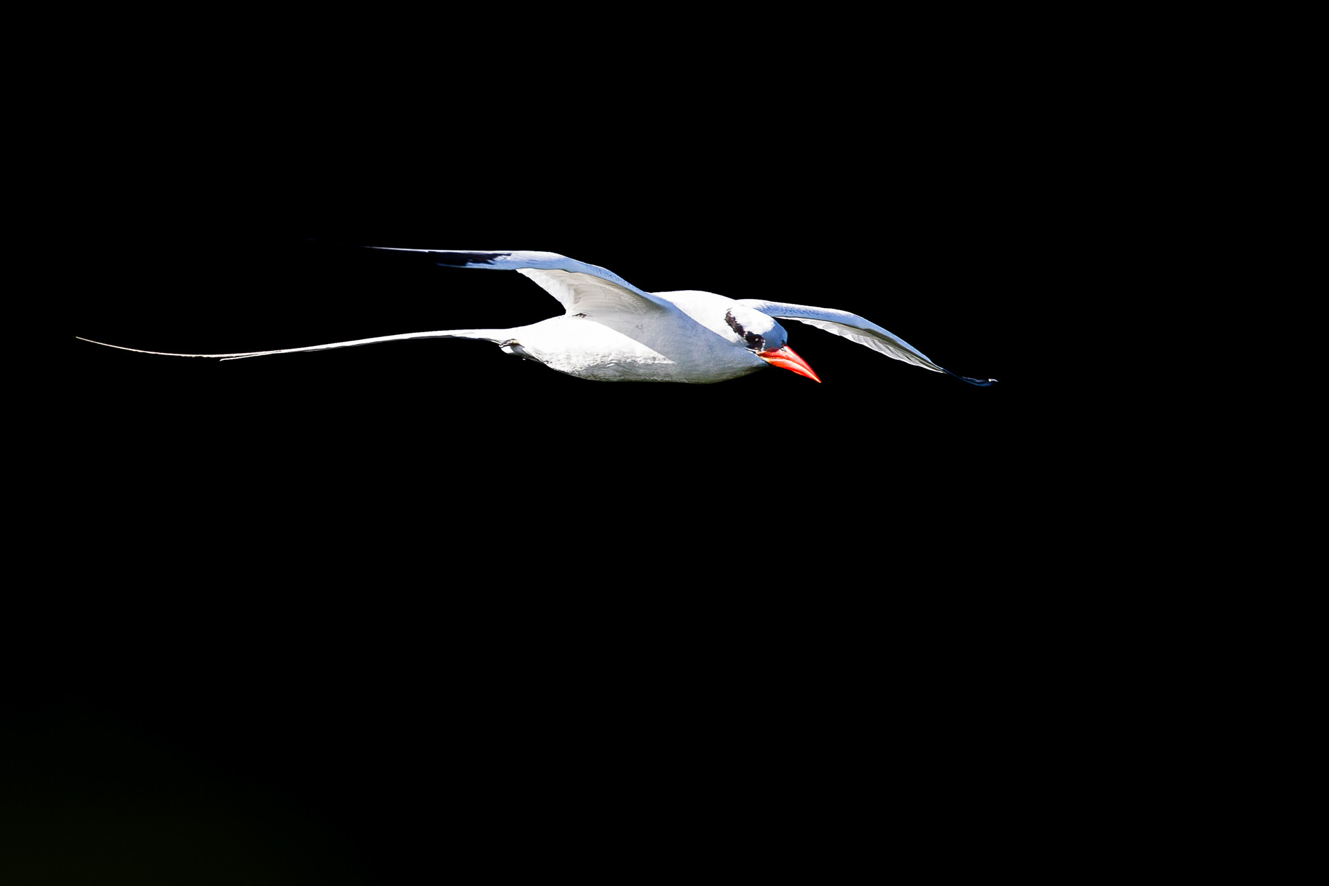  Red-Tailed Tropicbird, Tobago 2017