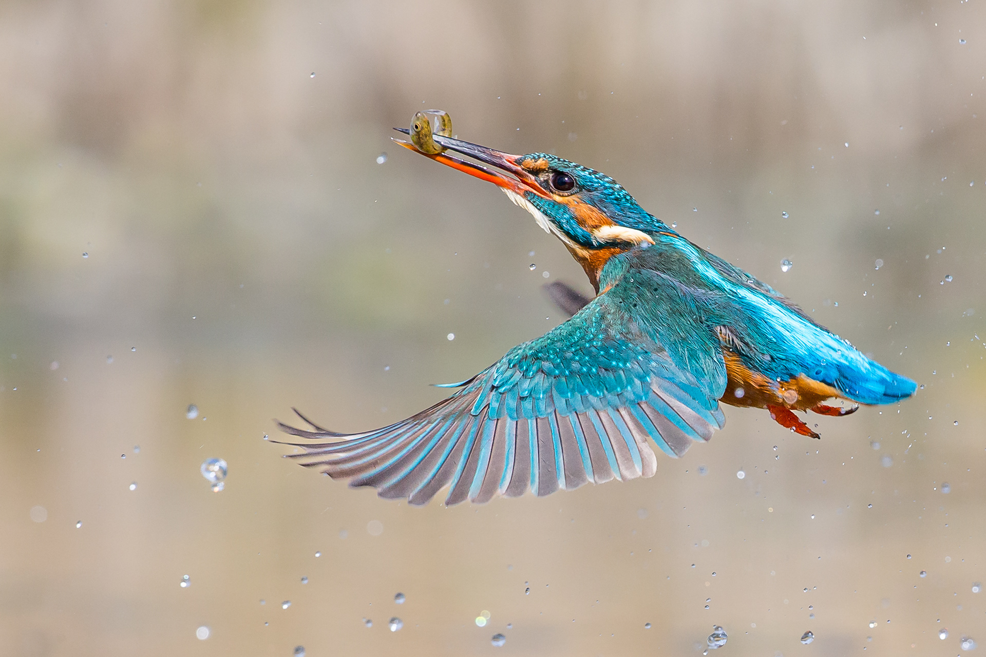 Kingfisher, Bourne 2022