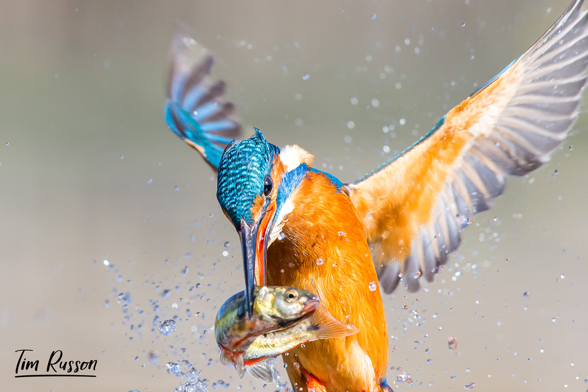 Kingfisher, Bourne 2022
