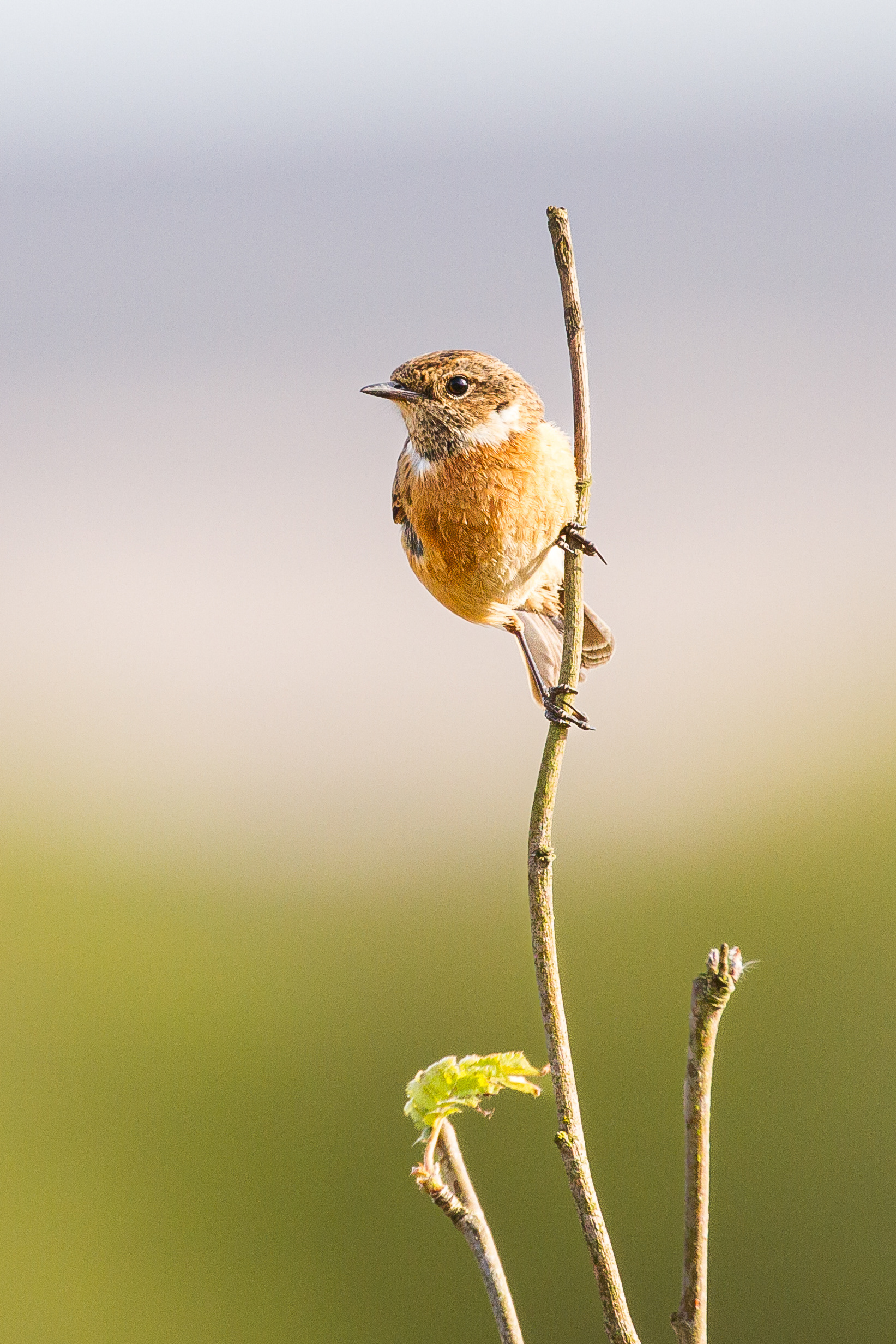 Stonechat, Derbyshire 2017